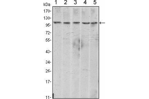 N-Cadherin antibody