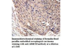 Image no. 1 for anti-Armadillo Repeat Containing, X-Linked 5 (ARMCX5) antibody (ABIN1574823) (ARMCX5 antibody)