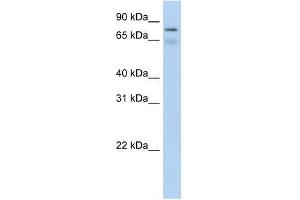 BRD4 antibody used at 0. (BRD4 antibody  (C-Term))