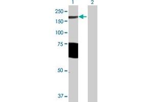 Western Blot analysis of ARHGAP29 expression in transfected 293T cell line by ARHGAP29 MaxPab polyclonal antibody. (PARG1 antibody  (AA 1-1261))