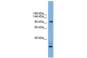 CCDC110 antibody used at 0.