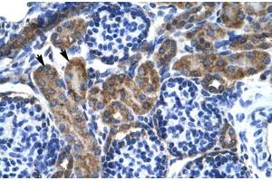 Immunohistochemical staining (Formalin-fixed paraffin-embedded sections) of human kidney with KCNQ2 polyclonal antibody . (KCNQ2 antibody  (AA 189-238))