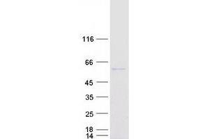 Validation with Western Blot (PDIA3 Protein (Myc-DYKDDDDK Tag))