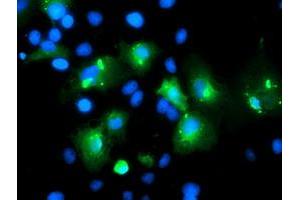 Anti-MLF1 mouse monoclonal antibody (ABIN2455803) immunofluorescent staining of COS7 cells transiently transfected by pCMV6-ENTRY MLF1 (RC202774). (MLF1 antibody)