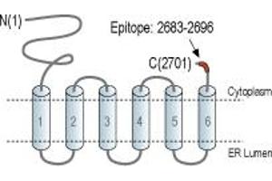 anti-Inositol 1,4,5-Trisphosphate Receptor, Type 2 (ITPR2) (AA 2683-2696), (C-Term), (Intracellular) antibody (Atto 594)
