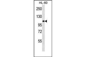 AGLU antibody  (N-Term)