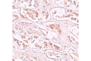 Immunohistochemical staining of human kidney cells with BANP polyclonal antibody  at 10 ug/mL.