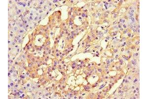 Immunohistochemistry of paraffin-embedded human pancreatic tissue using ABIN7147222 at dilution of 1:100