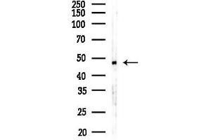 Western blot analysis of lysates from RAW264.