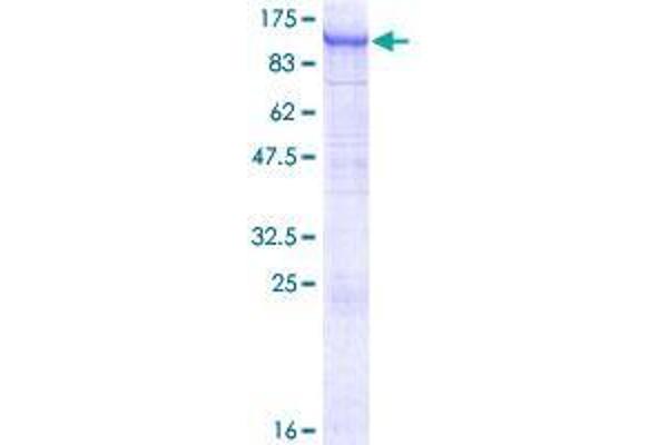 FBXO42 Protein (AA 1-716) (GST tag)