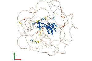 AlphaFold protein structure predicition of Mouse Recombinant Aff4 Protein, UniprotID Q9ESC8