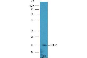Raji lysates probed with Rabbit Anti-CCL21/6Ckine Polyclonal Antibody  at 1:5000 90min in 37˚C (CCL21 antibody  (AA 24-134))