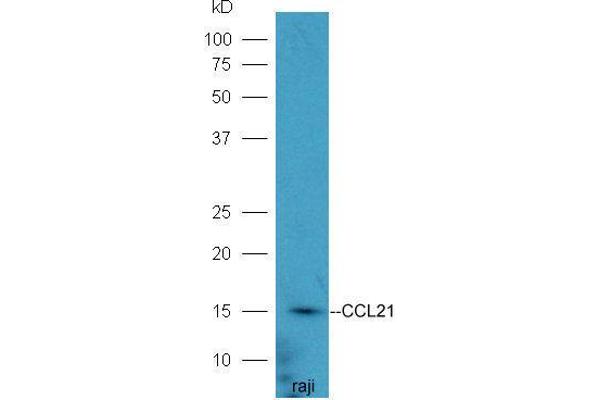 CCL21 抗体  (AA 24-134)