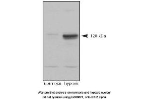 Image no. 2 for anti-Endothelial PAS Domain Protein 1 (EPAS1) (C-Term) antibody (ABIN363383) (EPAS1 antibody  (C-Term))