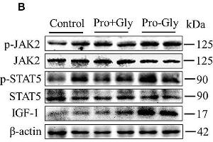 Acute or chronic injection of Pro-Gly, but not Pro plus Gly (Pro+Gly), stimulated IGF-1 expression and secretion in mice. (JAK2 antibody  (pTyr1007, pTyr1008))