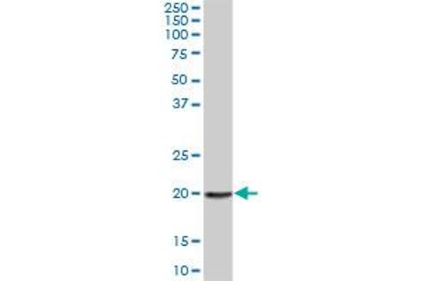 APOBEC3H antibody  (AA 1-182)