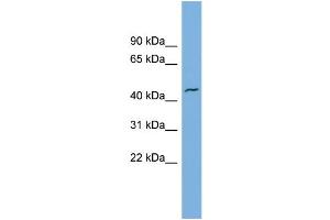WB Suggested Anti-VAT1  Antibody Titration: 0. (VAT1 antibody  (N-Term))