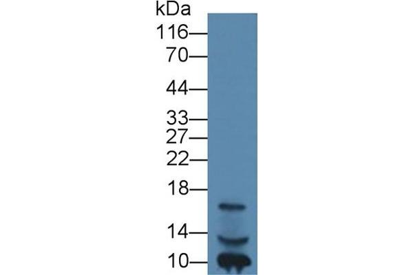 IGF1 antibody  (AA 49-118)
