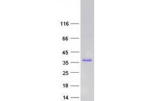 Validation with Western Blot (CEACAM19 Protein (Transcript Variant 1) (Myc-DYKDDDDK Tag))