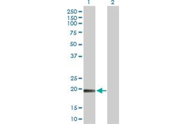 TMEM134 antibody  (AA 1-195)