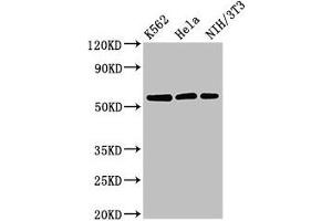 Western Blot Positive WB detected in: K562 whole cell lysate, Hela whole cell lysate, NIH/3T3 whole cell lysate All lanes: SESN1 antibody at 3 μg/mL Secondary Goat polyclonal to rabbit IgG at 1/50000 dilution Predicted band size: 57, 64, 50 kDa Observed band size: 57 kDa (SESN1 antibody  (AA 224-337))