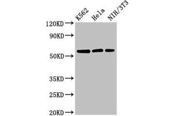 SESN1 抗体  (AA 224-337)