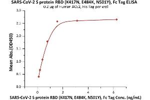 Immobilized Human ACE2, His Tag (ABIN6952618,ABIN6952641) at 2 μg/mL (100 μL/well) can bind SARS-CoV-2 S protein RBD (K417N, E484K, N501Y), Fc Tag (ABIN6992400) with a linear range of 0. (SARS-CoV-2 Spike Protein (B.1.351 - beta, RBD) (Fc Tag))
