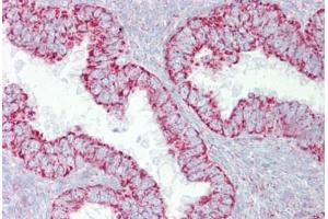 Anti-PDGFB antibody IHC staining of human uterus. (PDGF-BB Homodimer (N-Term) antibody)