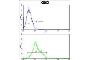 Flow cytometric analysis of k562 cells (bottom histogram) compared to a negative control cell (top histogram). (HSPH1 antibody  (AA 549-579))