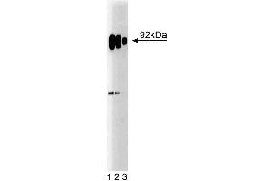 Western blot analysis of SRPK1 on HeLa cell lysate. (SRPK1 antibody  (AA 312-434))