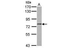 Image no. 1 for anti-Guanine Nucleotide Binding Protein Like Protein 1 (GNL1) (AA 83-375) antibody (ABIN1498485) (GNL1 antibody  (AA 83-375))