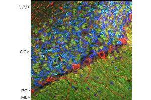 Confocal image of adult rat cerebellar cortex stained with CPCA-VLP-1 (green), polyclonal antibody to NF-M:RPCA-NF-M (red) and DNA (blue). (VSNL1 antibody)