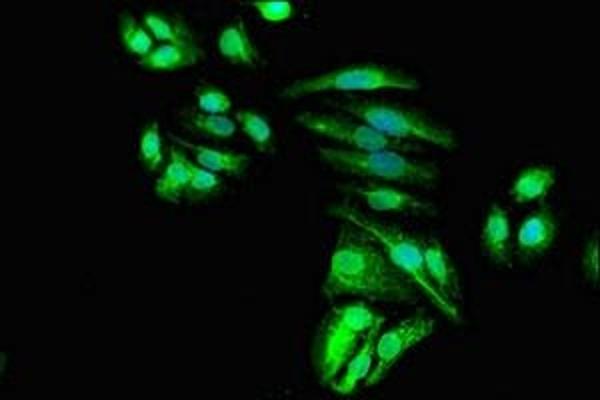 MSRB1 antibody  (AA 1-116)