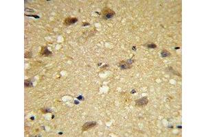 IHC analysis of FFPE human brain tissue with CCL2 antibody (CCL2 antibody  (AA 62-89))