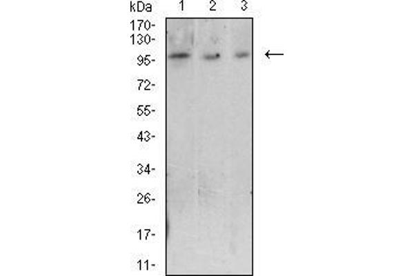 LAG3 antibody  (AA 66-199)