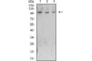 Western blot analysis using CD223 mouse mAb against Raji (1), Ramos (2), and MOLT4 (3) cell lysate.