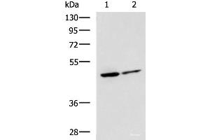 Western blot analysis of Jurkat and HepG2 cell lysates using LRRC28 Polyclonal Antibody at dilution of 1:1000 (LRRC28 antibody)