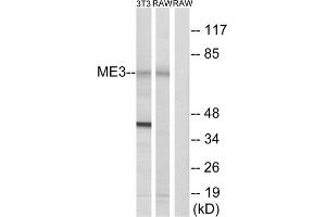 Western blot analysis of extracts from 3T3 cells and RAW264. (ME3 antibody  (C-Term))