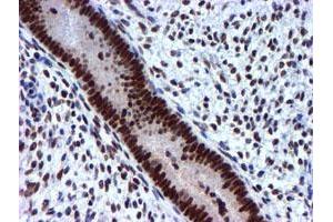 Image no. 11 for anti-Ubiquitin Specific Peptidase 7 (Herpes Virus-Associated) (USP7) antibody (ABIN1498592) (USP7 antibody)