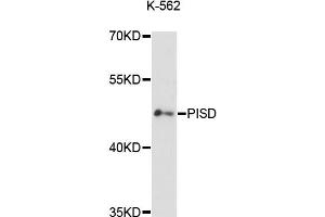 Western blot analysis of extracts of K-562 cells, using PISD antibody (ABIN6293744) at 1:3000 dilution.
