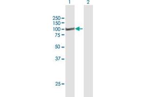 Western Blot analysis of MST1 expression in transfected 293T cell line by MST1 MaxPab polyclonal antibody. (MST1 antibody  (AA 1-711))