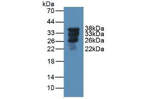 Figure. (Surfactant Protein A1 antibody  (AA 21-248))