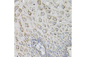 Immunohistochemistry of paraffin-embedded human esophagus using SPR antibody. (SPR antibody)