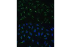 Immunofluorescence analysis of U-2 OS cells using HIGD1A Polyclonal Antibody (ABIN7267642) at dilution of 1:100 (40x lens). (HIGD1A antibody  (AA 1-93))