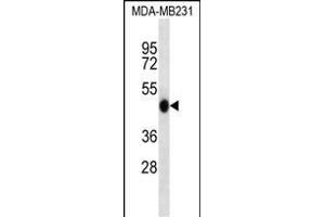 WIPI2 Antibody (N-term) (ABIN657237 and ABIN2846338) western blot analysis in MDA-M cell line lysates (35 μg/lane). (WIPI2 antibody  (N-Term))