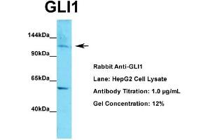 WB Suggested Anti-GLI1  Antibody Titration: 1. (GLI1 antibody  (C-Term))