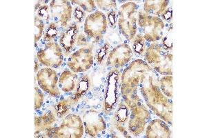 Immunohistochemistry of paraffin-embedded Rat kidney using WWC2 Rabbit pAb (ABIN7271389) at dilution of 1:100 (40x lens). (WWC2 antibody)