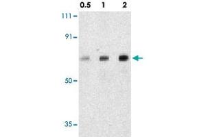 Western blot analysis of AATF in human small intestine tissue lysate with AATF polyclonal antibody  at 0. (AATF antibody  (C-Term))