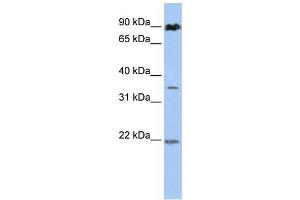 Western Blotting (WB) image for anti-Ring Finger Protein 219 (RNF219) antibody (ABIN2458734) (RNF219 antibody)