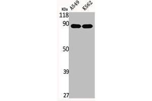 Western Blot analysis of A549 K562 cells using Eps8L2 Polyclonal Antibody (EPS8-Like 2 antibody  (N-Term))
